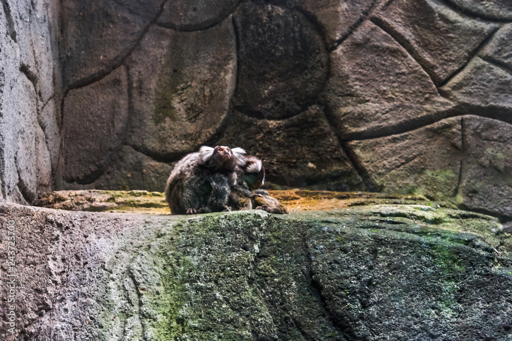 Fototapeta premium Marmoset monkeys in a zoo