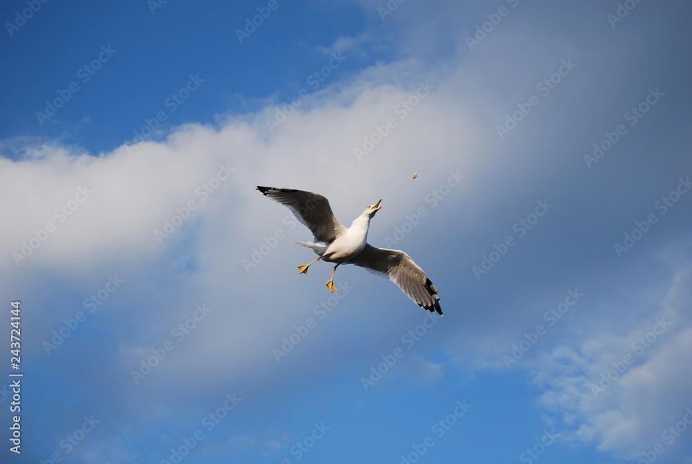 Almost got it! Hungry seagull catches the breadcrumb Almost got it! Hungry seagull catches the breadcrumb