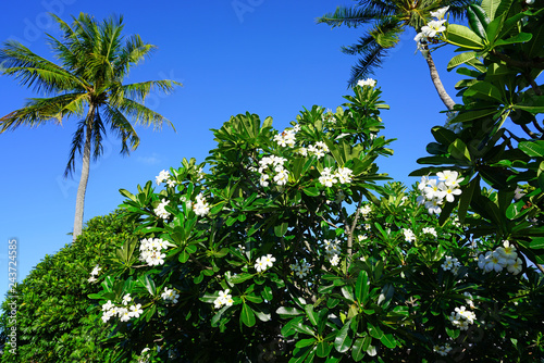 Fragrant blossoms of white and yellow frangipani flowers, also called plumeria and melia
