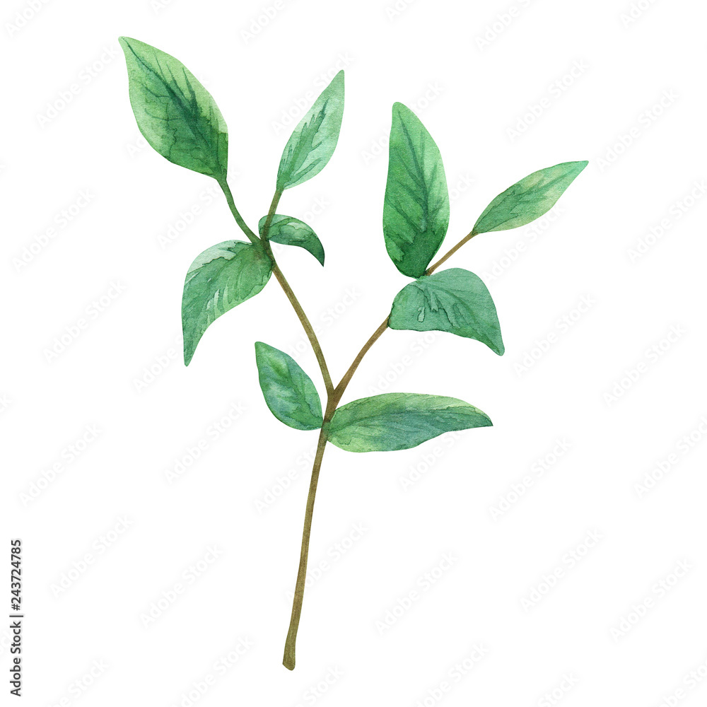 Green branchHand drawn watercolor illustration. Isolated on white background.