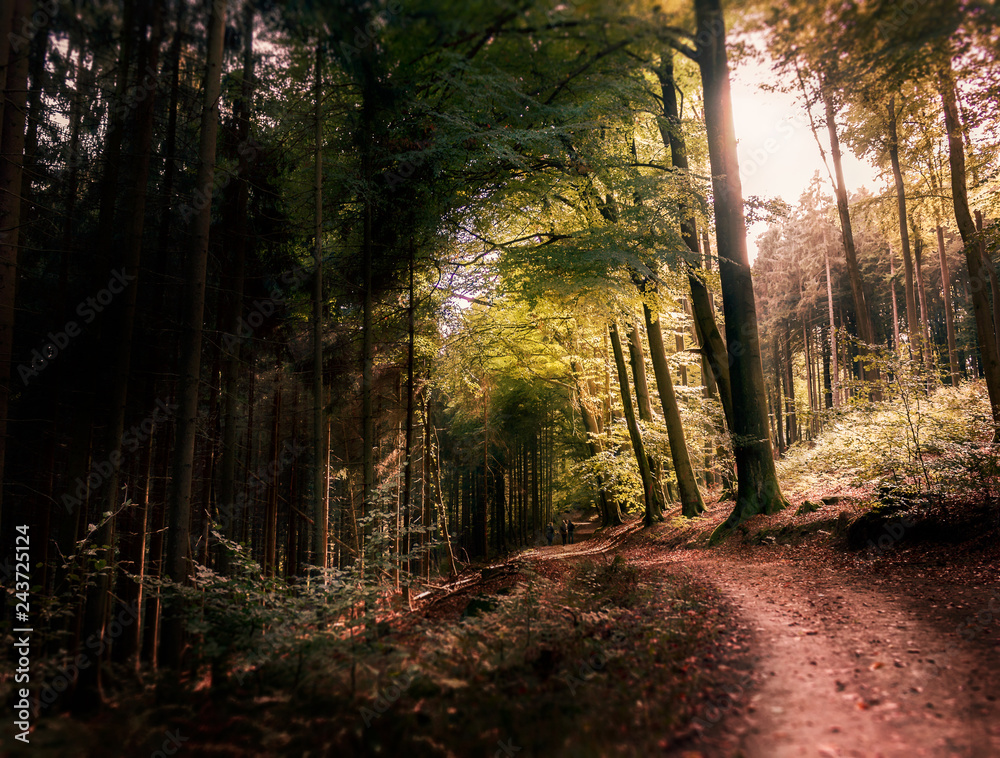 Fototapeta premium Waldweg 