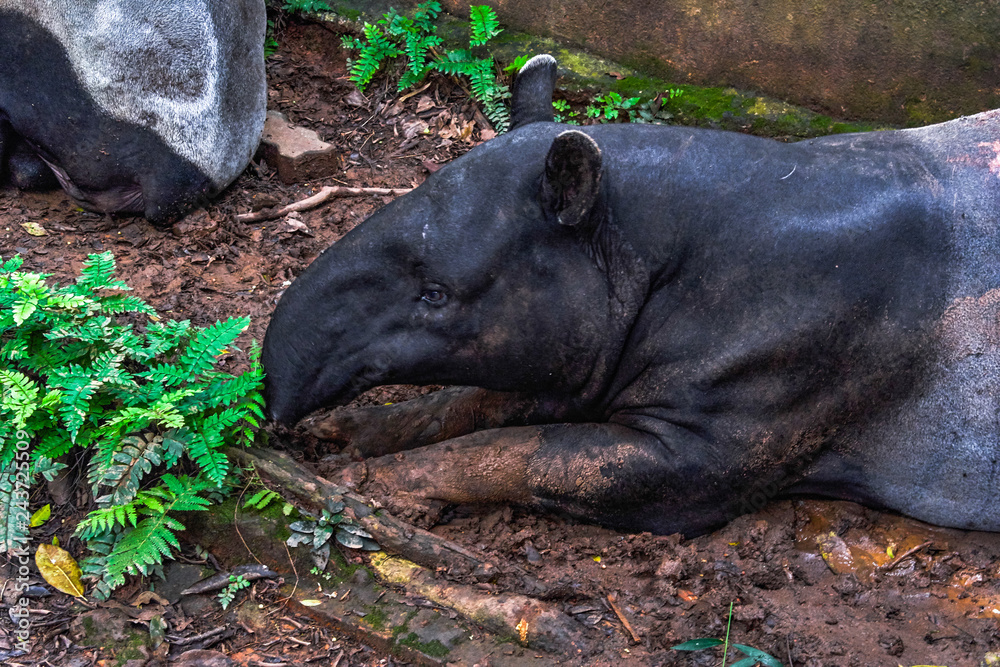 Malayan Tapir also called as Asian Tapir Malayan Tapir also called as Asian Tapir
