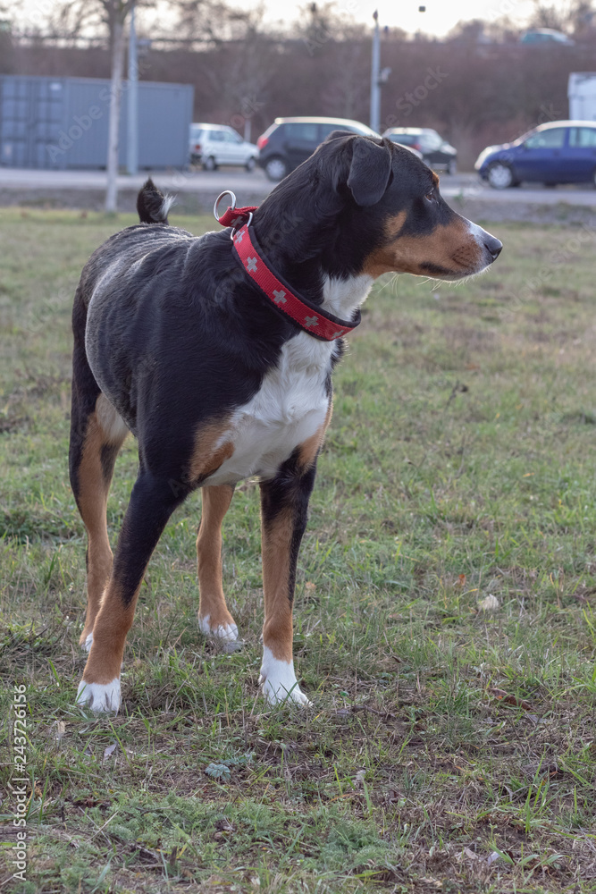 Beautiful Appenzeller Mountain dog in the Winter Beautiful Appenzeller Mountain dog in the Winter