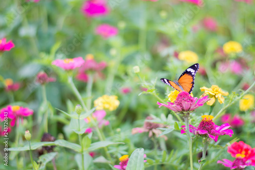 butterflies in a beautiful flower garden © gunungkawi