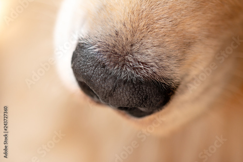 Wallpaper Mural Golden retriever snout Torontodigital.ca