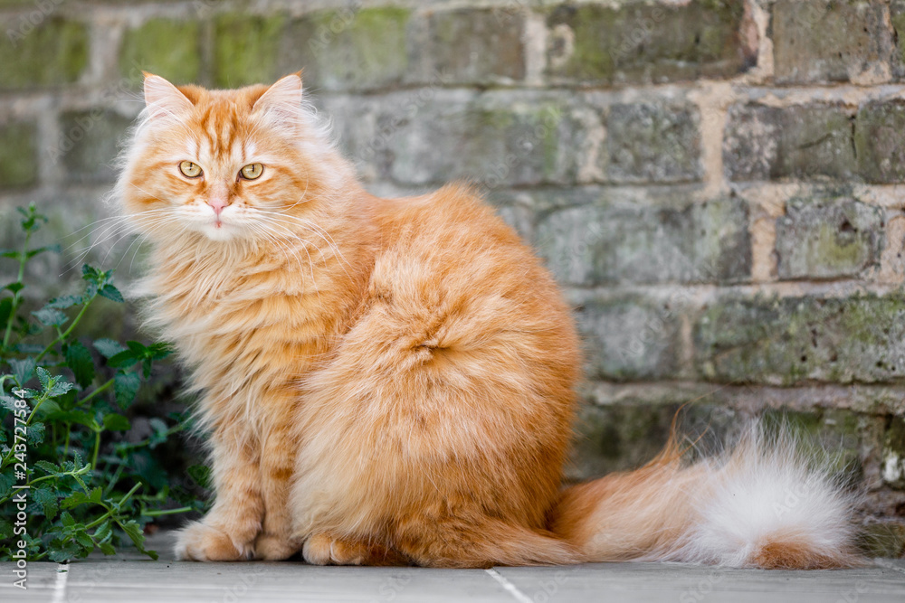 Ginger cat beside a brick wall