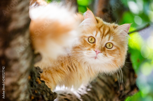 A ginger cat in a tree staring at the camera. © Ian