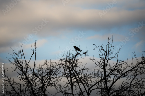 Rabe im Baum