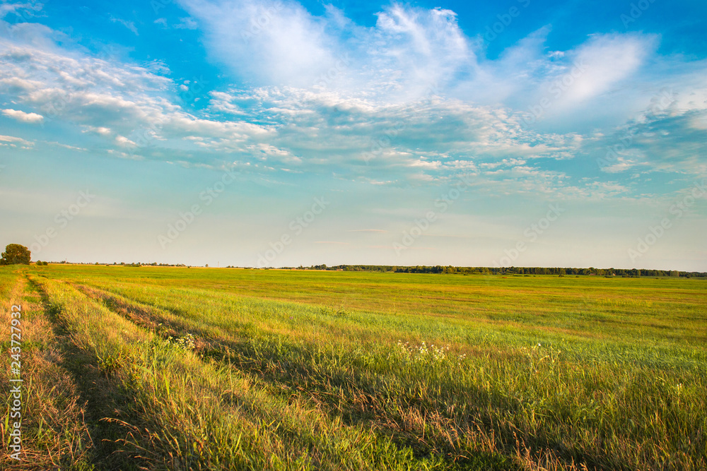 Fresh green field and blue sky in spring, panoramic view of meadow, landscape