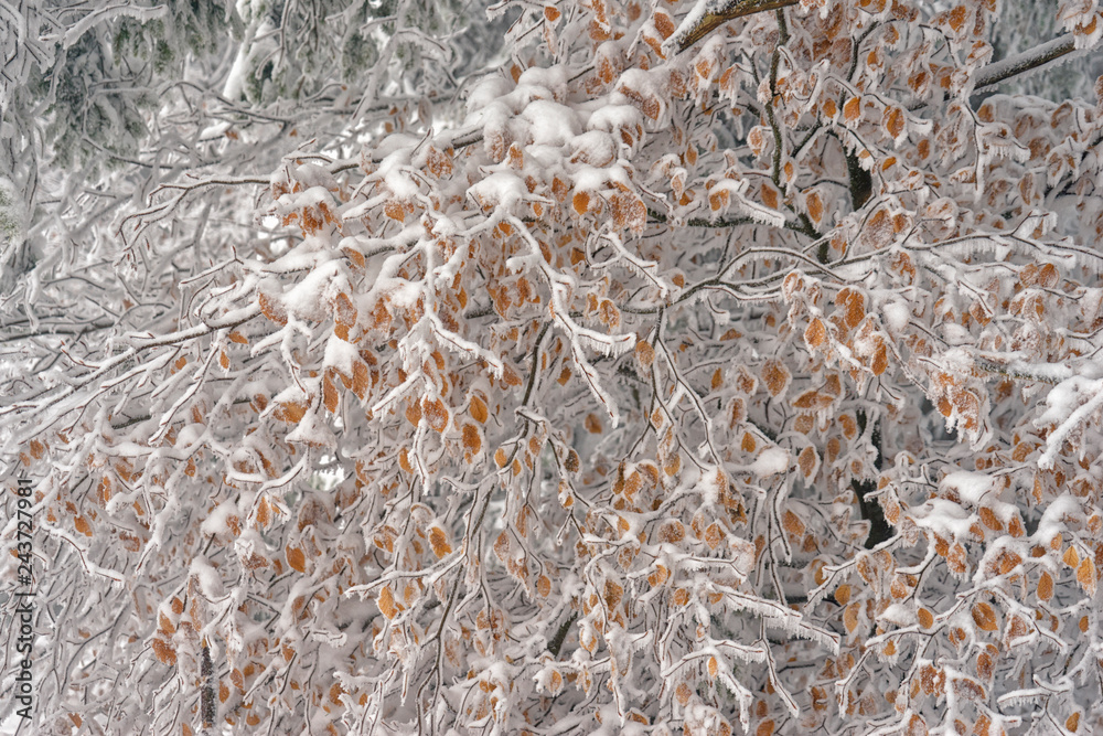 Wintereinbruch Deutschland