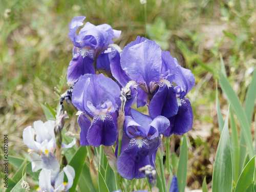 Iris germanica - L'iris d'Allemagne avec ses feuilles pointues en forme de glaive de couleur bleu violet photo