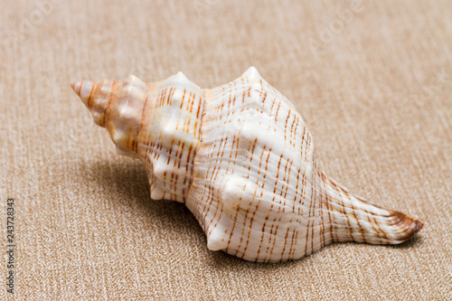 one seashell on beige textile background	