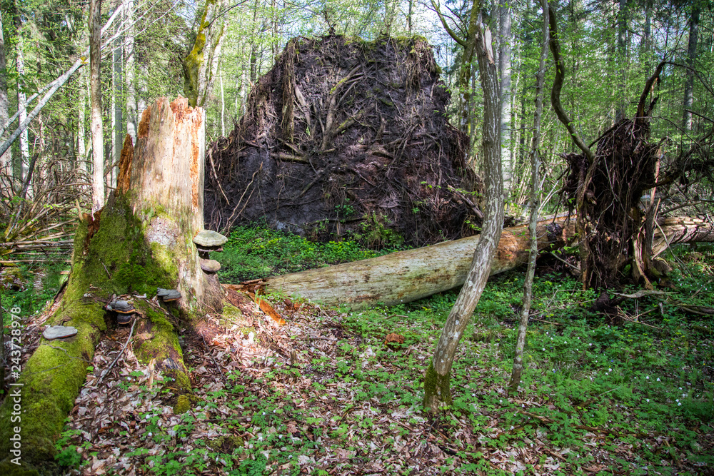 Białowieski Park Narodowy, las pierwotny, podmokły teren, martwe drzewa.