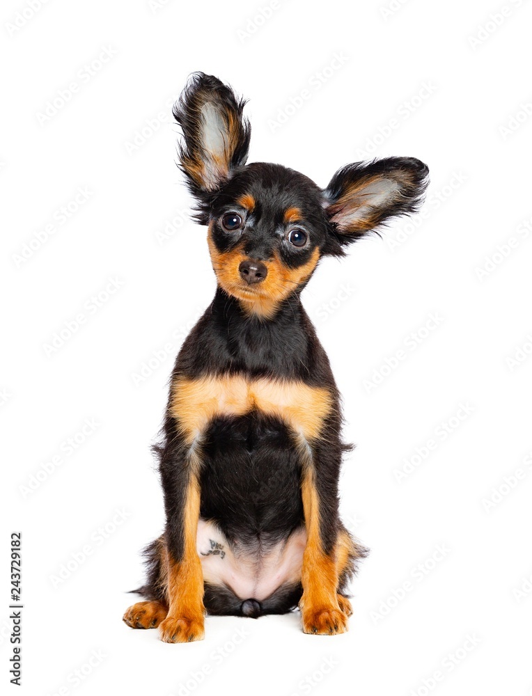 Toy Terrier Dog on Isolated White Background in studio Toy Terrier Dog on Isolated White Background in studio