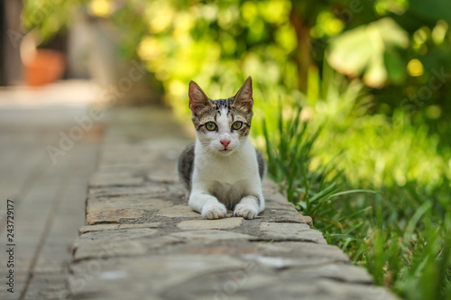 Photography Small gray stray cat resting on pavement curb, green park behind.