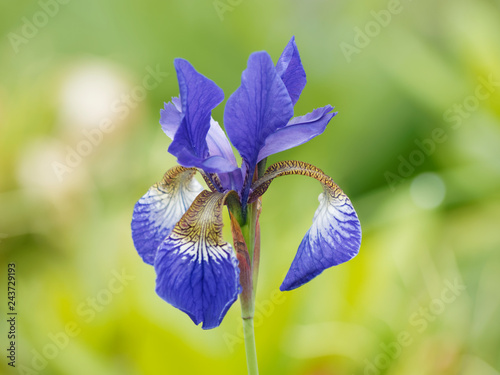 Iris germanica - L'iris d'Allemagne avec ses feuilles pointues en forme de glaive de couleur bleu violet photo