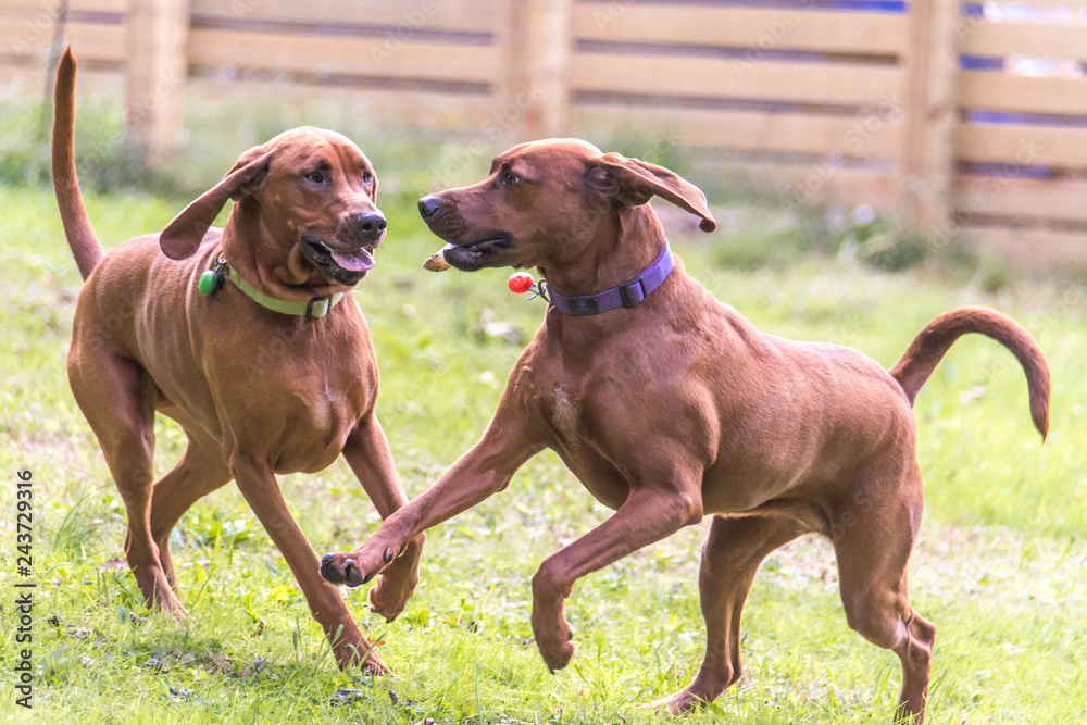 Redbone Coonhounds dogs playing happy