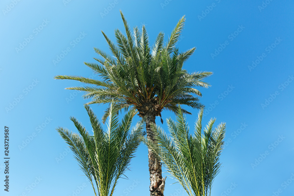 Palm trees against blue sky, Palm trees at tropical coast,coconut tree, summer tree Palm trees against blue sky, Palm trees at tropical coast,coconut tree, summer tree