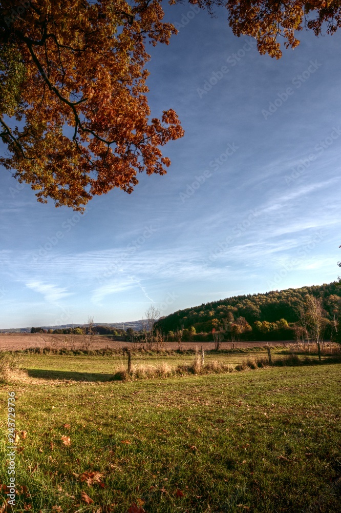 Fototapeta premium Big autumn tree