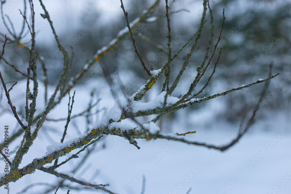 frozen tree branch in winter forest
