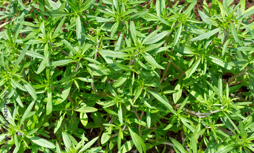 Fresh green savory plant. Summer savory background Fresh green savory plant. Summer savory background