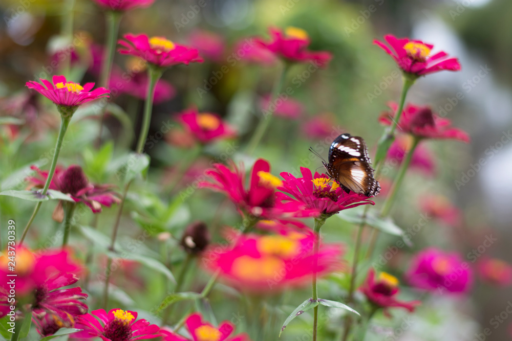 butterflies in a beautiful flower garden butterflies in a beautiful flower garden