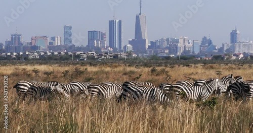 Grant's Zebra, equus burchelli boehmi, Herd at Nairobi Park in Kenya, Nairobi city in the back, Real Time 4K photo