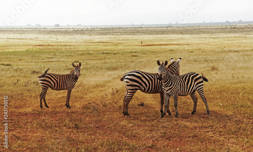 zebras on the savanna