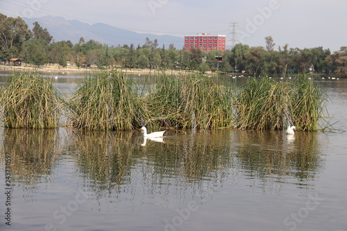 Pato entre follaje en el lago