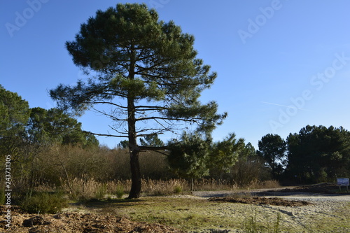 Hourtin plage photo