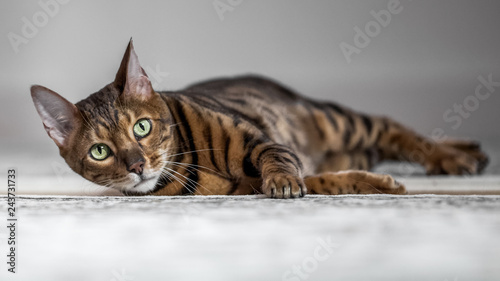A Bengal cat lying on a carpet looking at the camera with beautiful green eyes.