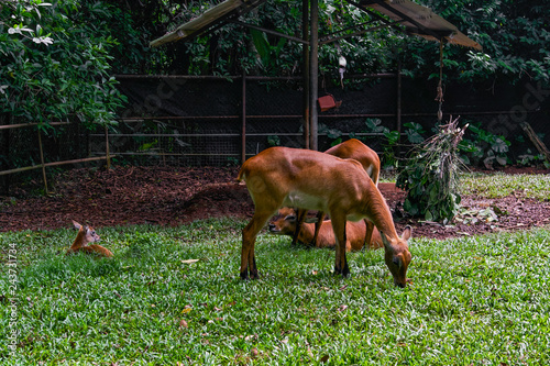 Kafue Lechwe deer photo