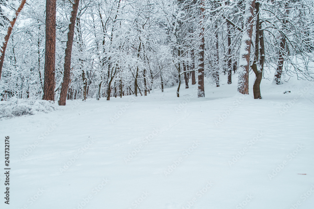 winter view in forest. snowed woodland. copy space winter view in forest. snowed woodland. copy space