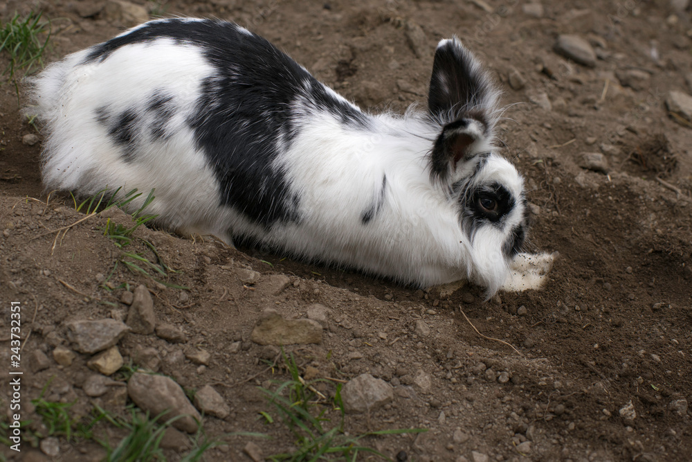 Löwenkopfhäschen im Freigehege