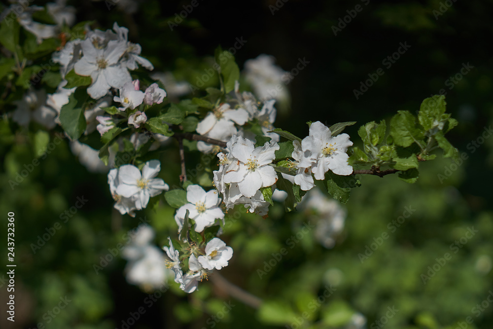 Blooming apple tree in the rays of sunlight. Blooming apple tree in the rays of sunlight.