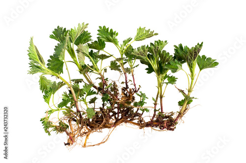 Nettle with roots isolated on white