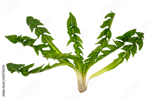 Rosette of dandelion leaf isolated on white photo