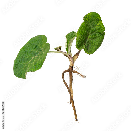 Leinwand Poster Leaves and root of burdock root (Arctium lappa) isolated on white