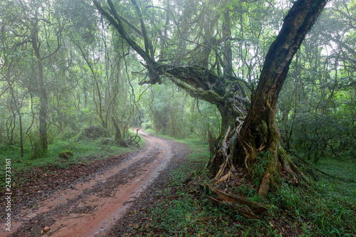 Dirt track running past an old tree in mist covered forest