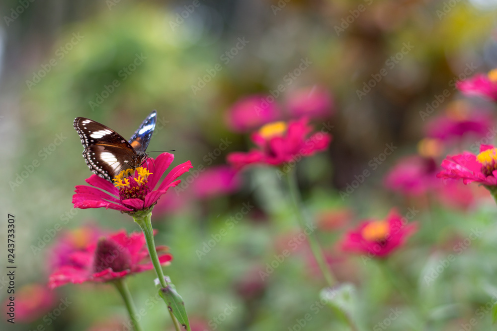 Fototapeta premium butterflies in a beautiful flower garden