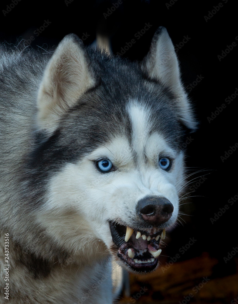 Angry dog is defending a house Angry dog is defending a house