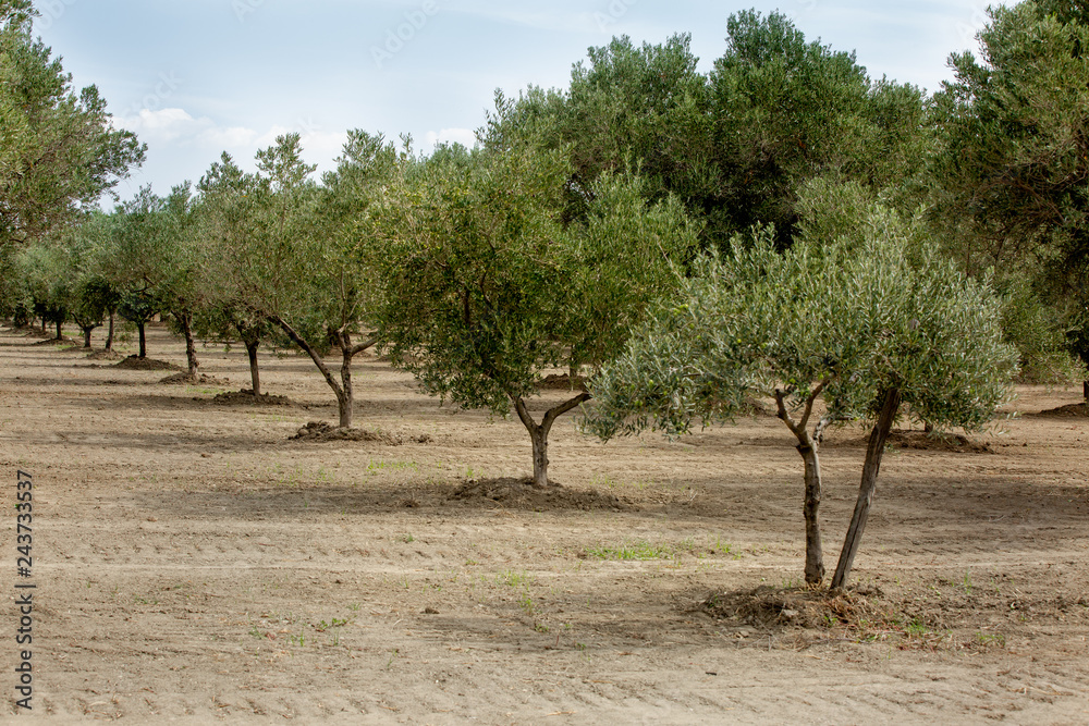 Plantation of Olive trees in Calabria region. Italy Plantation of Olive trees in Calabria region. Italy