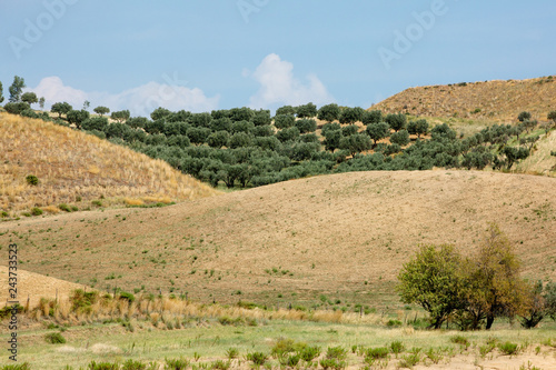 Olive trees garden between yellow hills of Calabria region