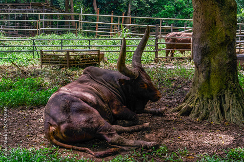 Ankole Cattle bull © Alexey Pelikh