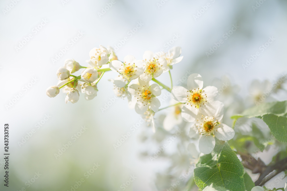 Flowering branch of bird cherry in the spring garden Flowering branch of bird cherry in the spring garden