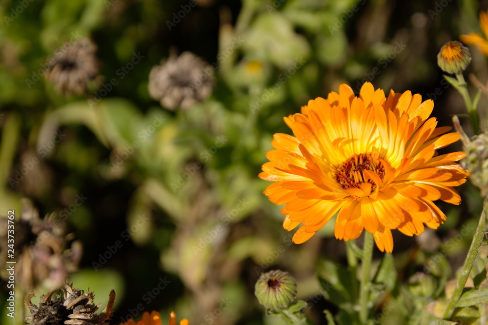 calendula flower beautiful bloosom with copyspace calendula flower beautiful bloosom with copyspace