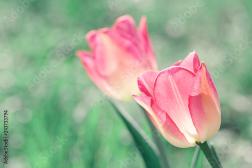 Two pink tulips on a blurred background of a spring lawn