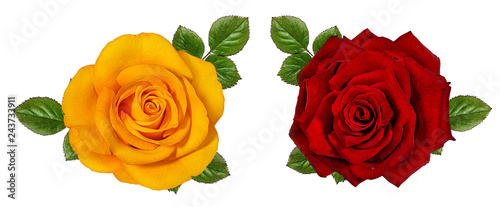 rose isolated on white background