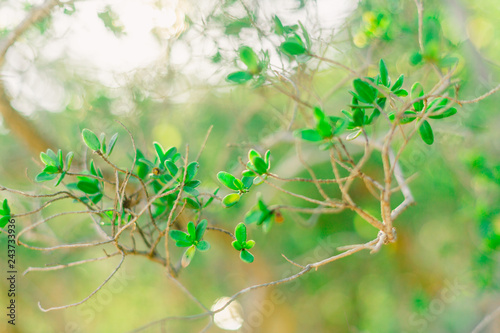 A green branch of a tropical plant. The plant has small leaves. Photographed close-up. Beautiful background blur.