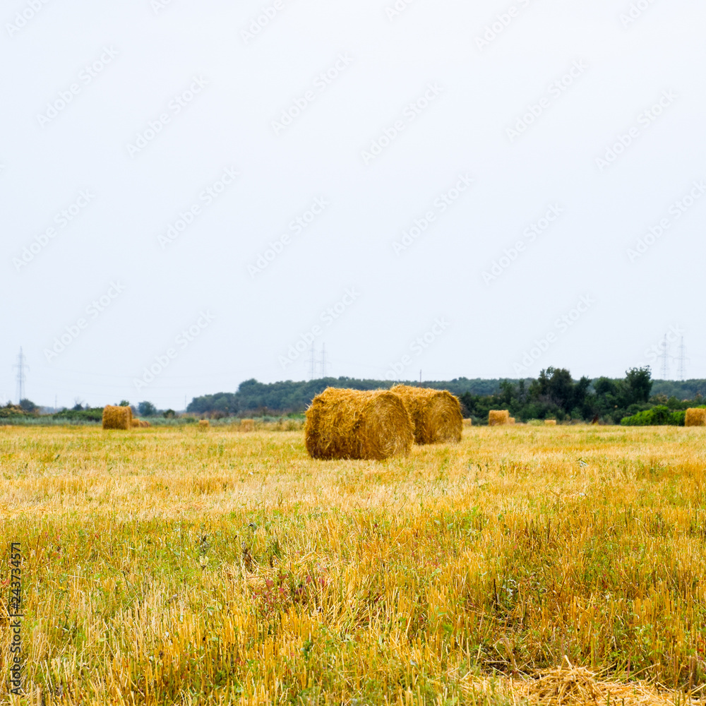 Haystacks rolled up in bales of alfalfa. Forage for livestock in Haystacks rolled up in bales of alfalfa. Forage for livestock in